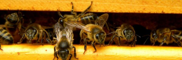 NaturalBeeTrust Profile Banner