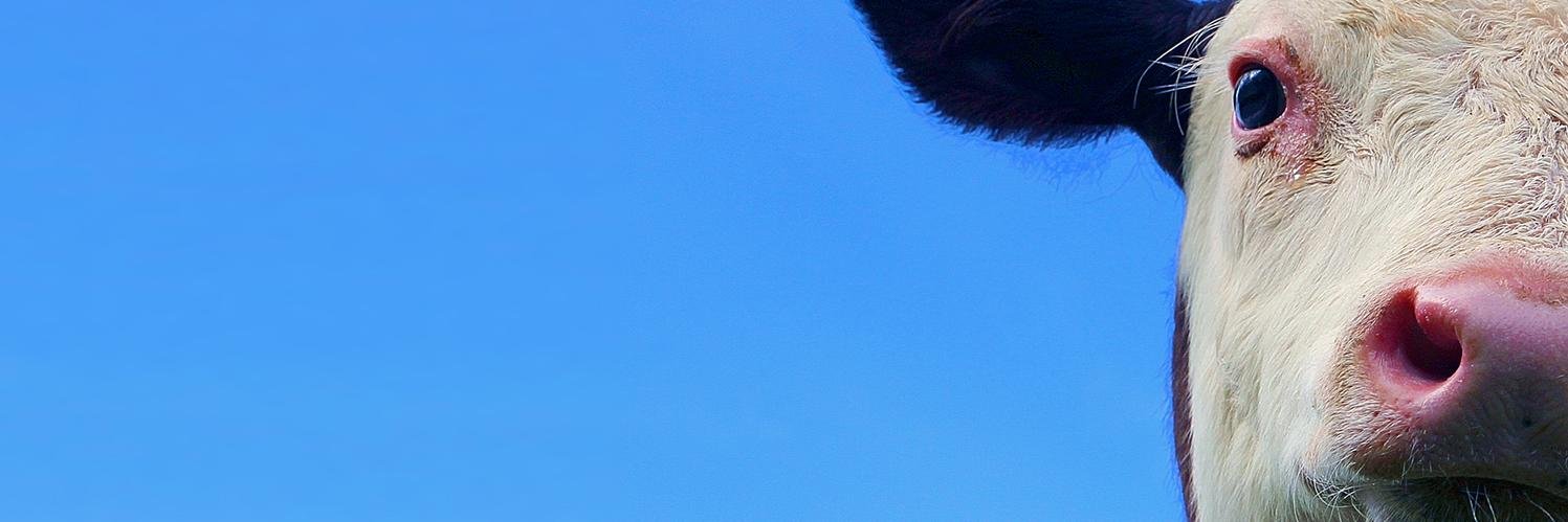 LetLiveFilm's profile banner image