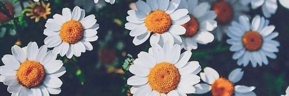 PoppyTremain's profile banner image