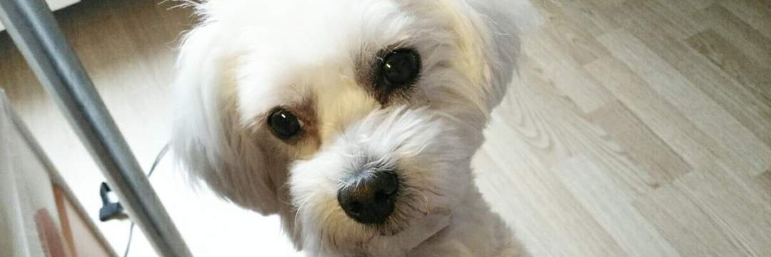 monicaperez24's profile banner image