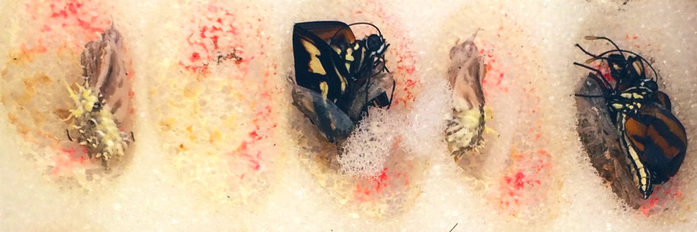 Thoughtcollider banner