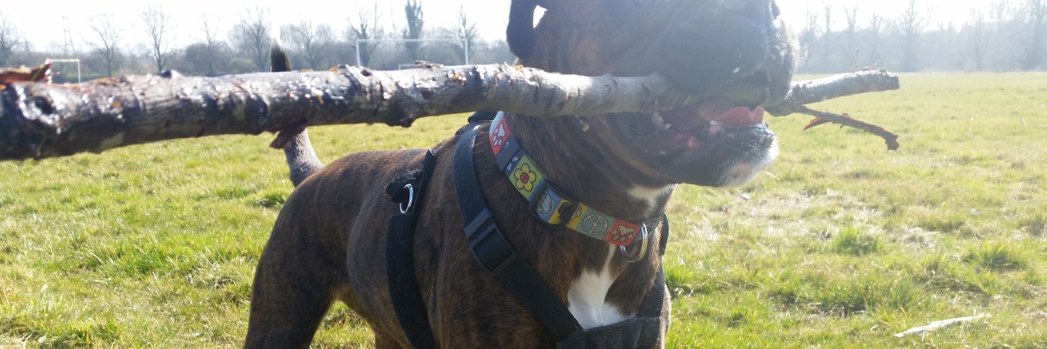 PubDogLE2's profile banner image