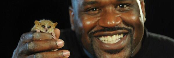 baby spinach banner