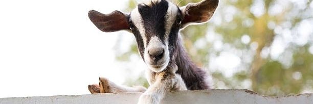 padrinothegoat.nft ❤️'s banner