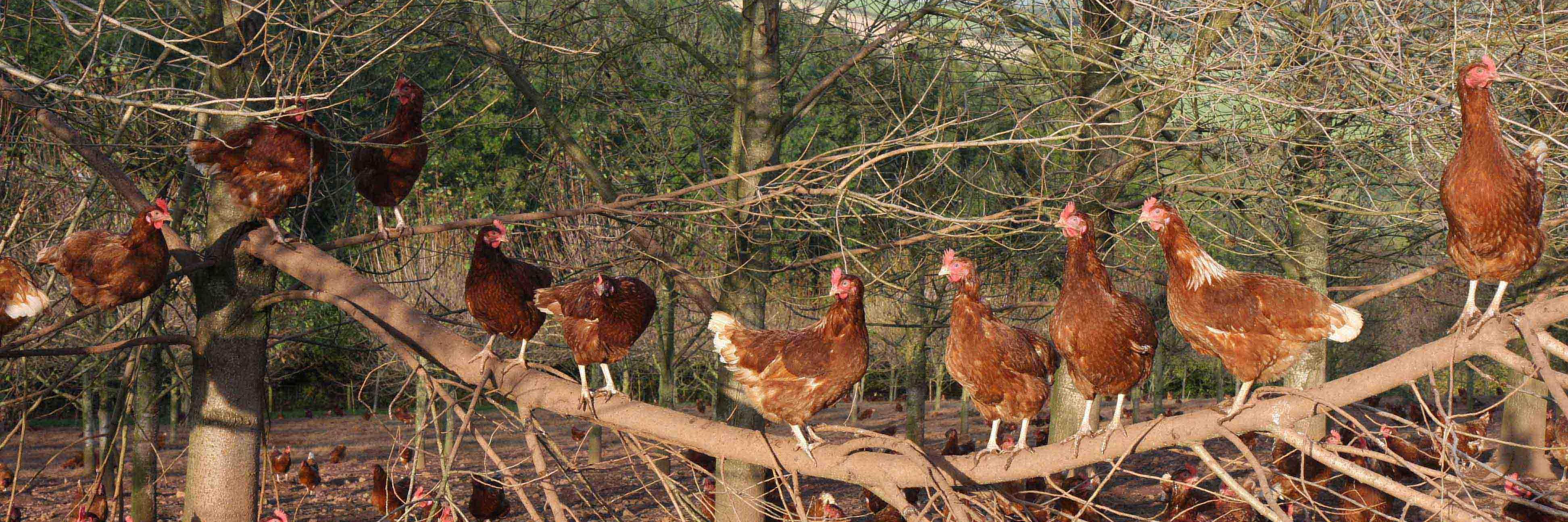 Exe Valley Eggs banner