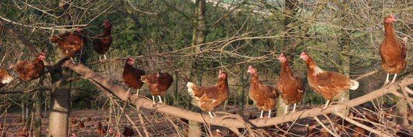 exevalleyeggs Profile Banner