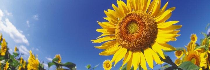 ○丸木美花○ banner