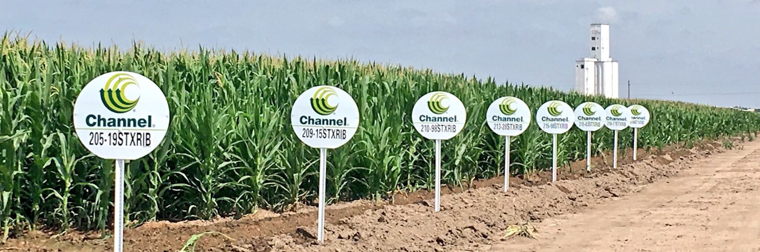 David Lerwick banner