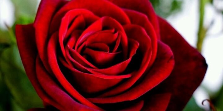 rahafsaif72's profile banner image