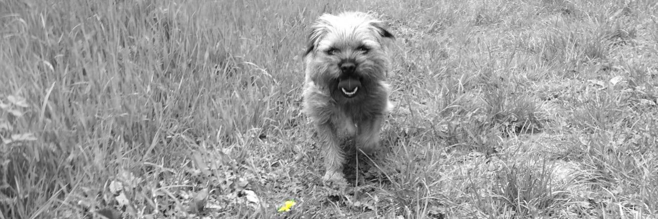 dougaltedog's profile banner image