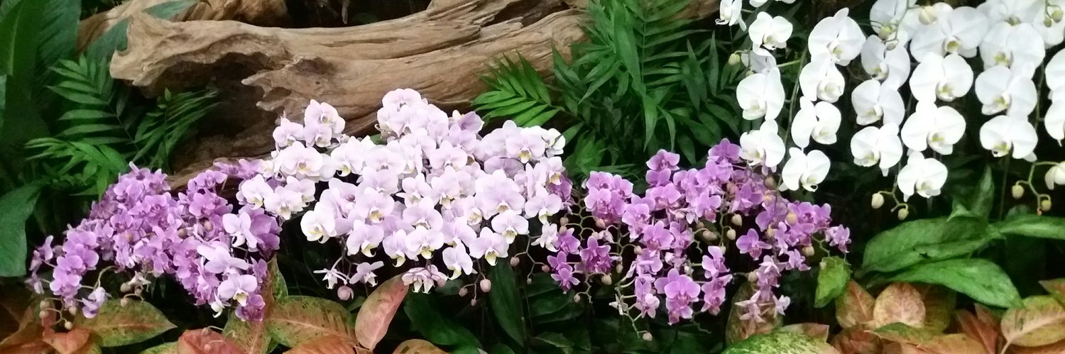 mel_tulip's profile banner image