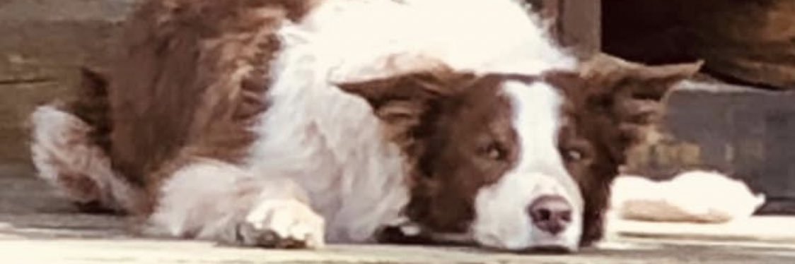 bhamdogtrainer's profile banner image