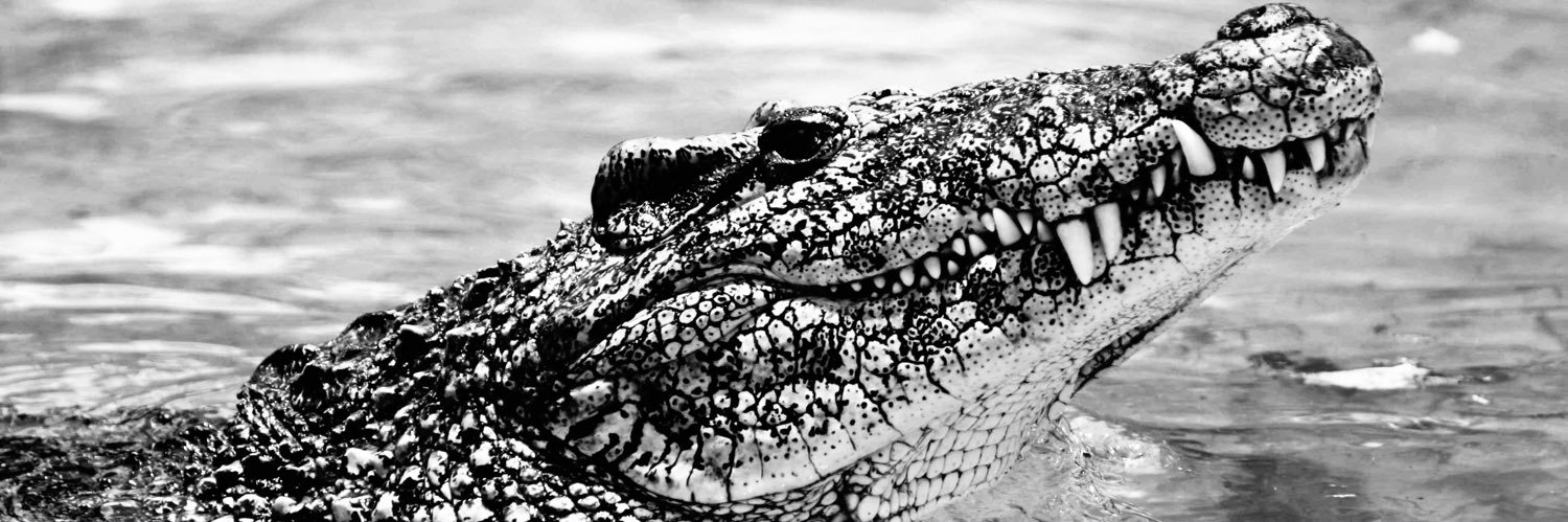 Cuban_Croc🐊🇨🇺🇺🇸 banner
