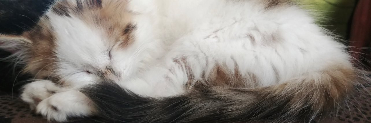 Sofii_Leon's profile banner image