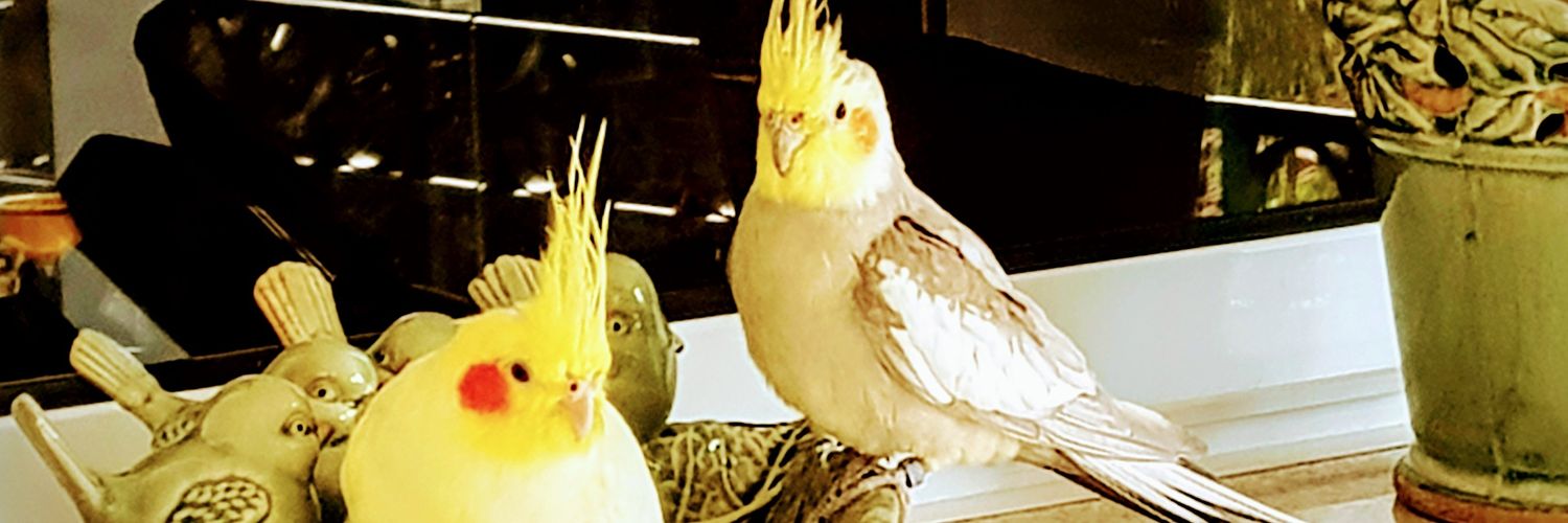 AlvarezPalestra's profile banner image