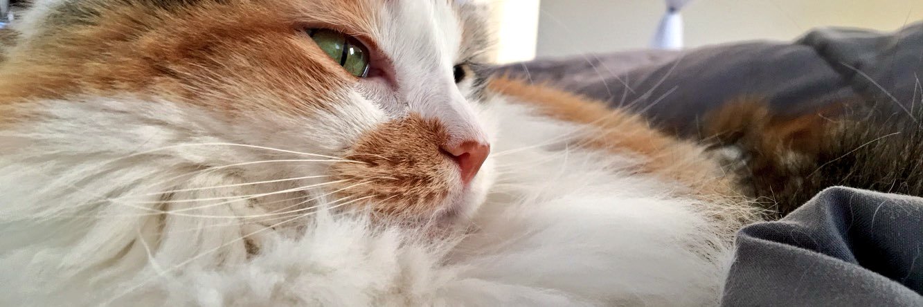 j_meoww's profile banner image