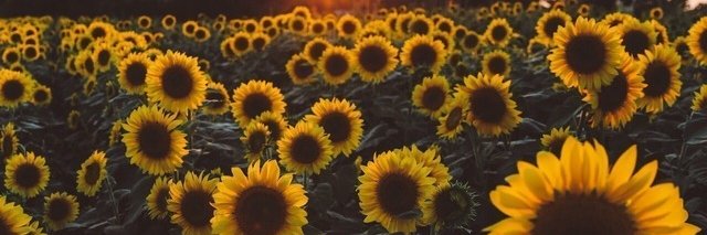 Ingriid_Rocha_'s profile banner image