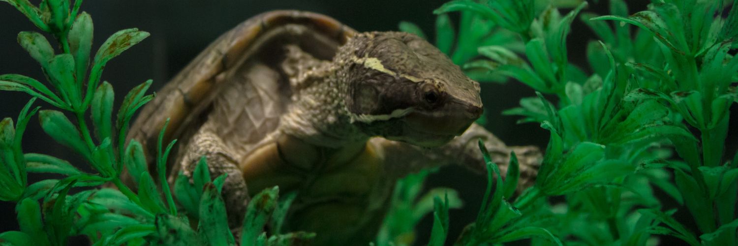 Unstable_Zebra's profile banner image