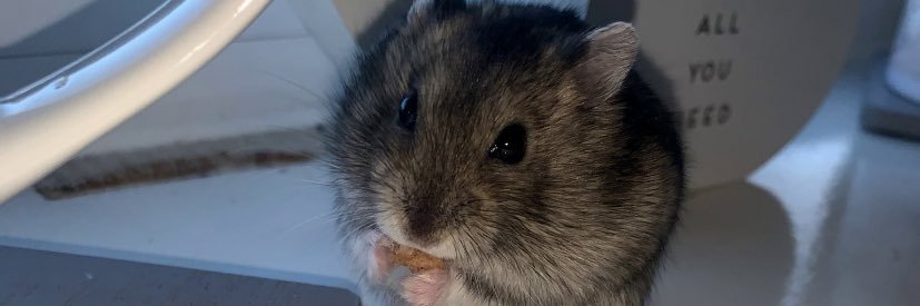 _emilybelll's profile banner image