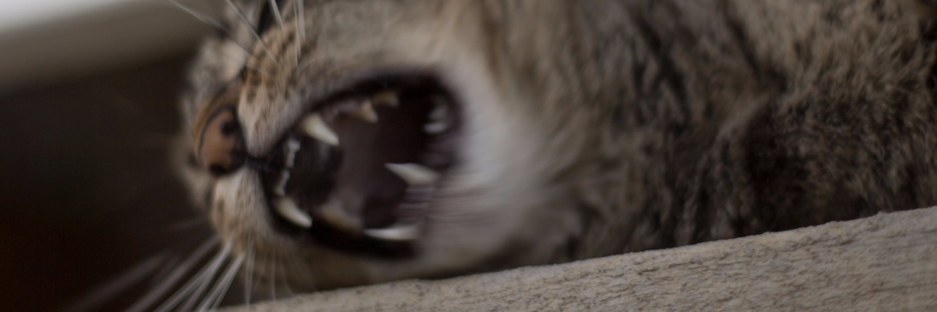 RandomlyMimi's profile banner image
