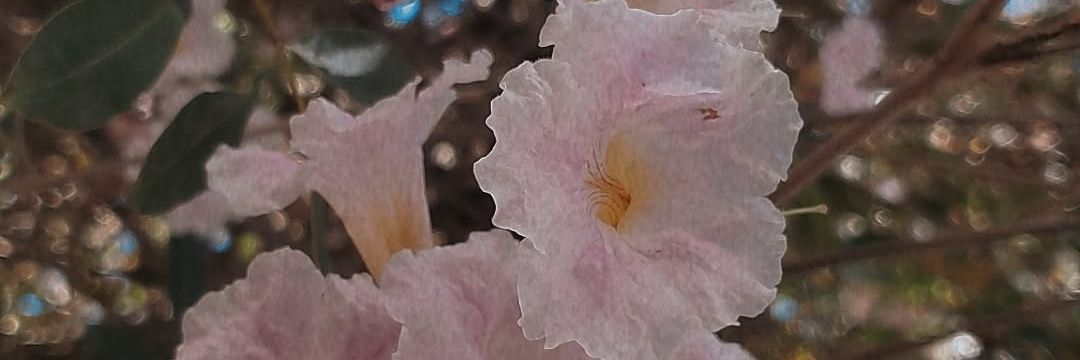 esthelaresss's profile banner image