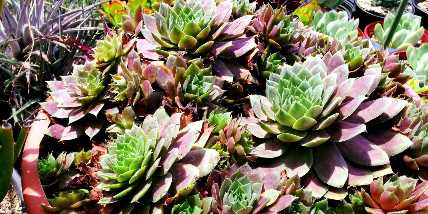 naturescut's profile banner image