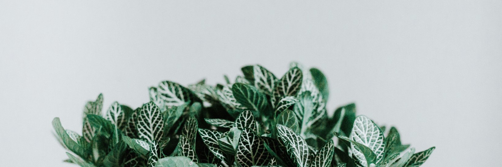 CallieKeeling's profile banner image