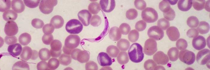 ASTMHTrainees banner