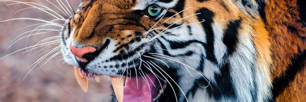 Kamyab Profile Banner