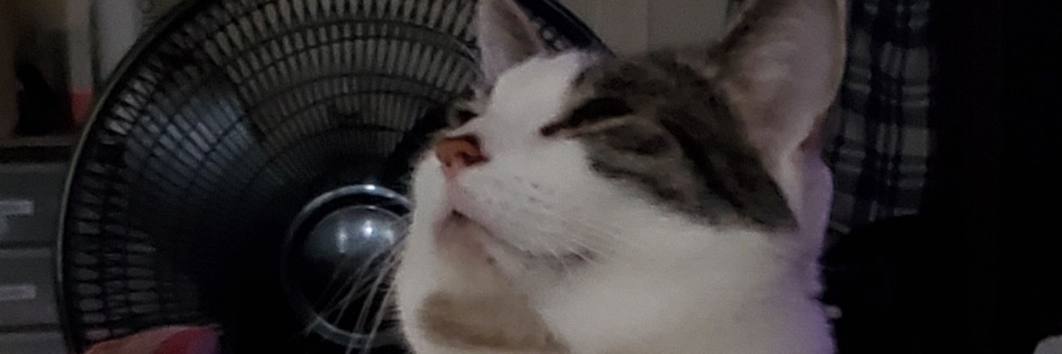 JMecier's profile banner image