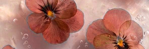 ciatinette_csn's profile banner image