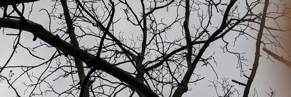 NightingaleNote Profile Banner