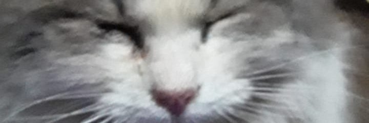 KRL1T0X's profile banner image