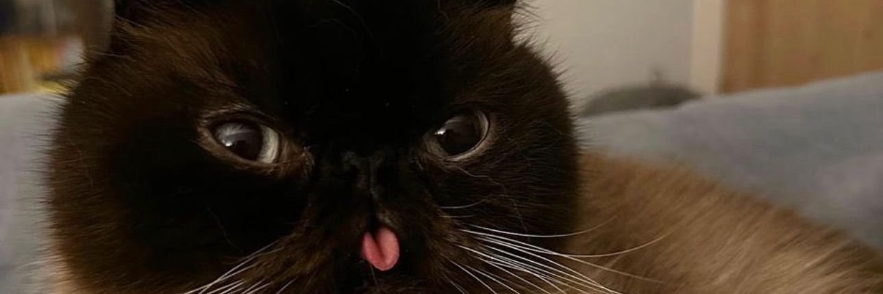 David Murphy MacColl banner