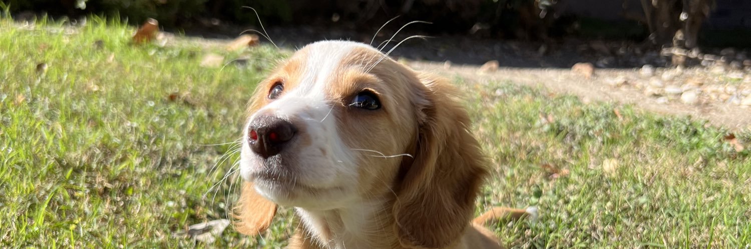 Sam T ₆⁶₆ banner