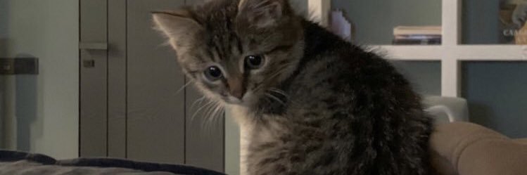 moonspecktor's profile banner image
