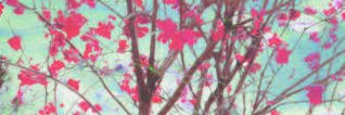 wingardiumleboy's profile banner image