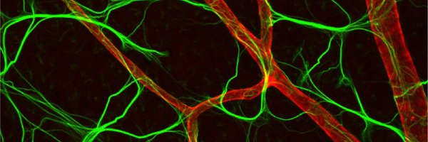 vesselman Profile Banner