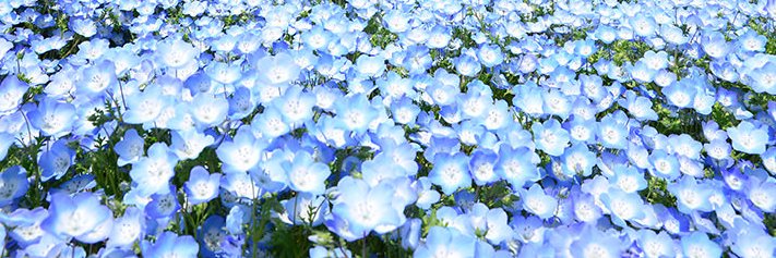 mental illinois banner