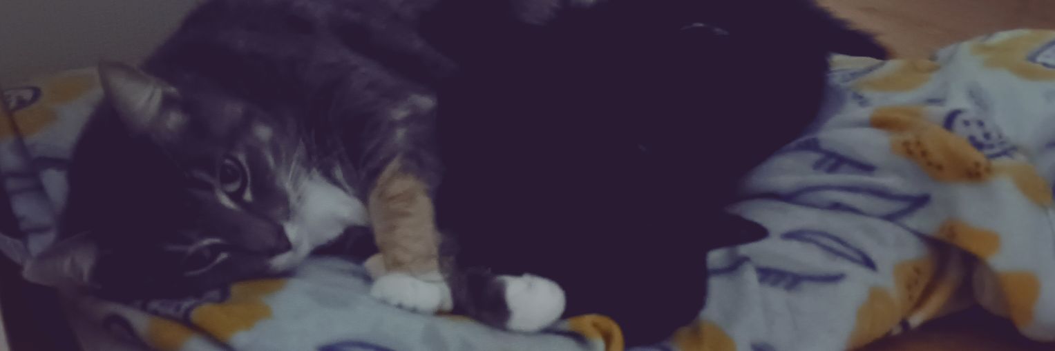 CinthyaPFrias's profile banner image