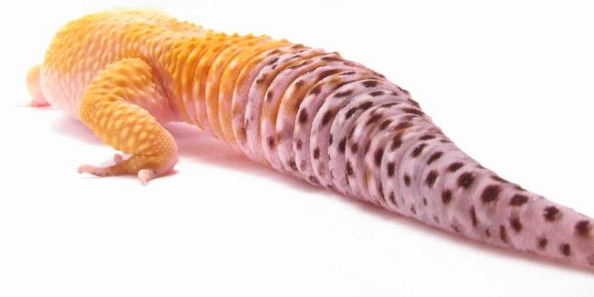 PLGeckos's profile banner image