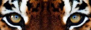 salina_debora's profile banner image