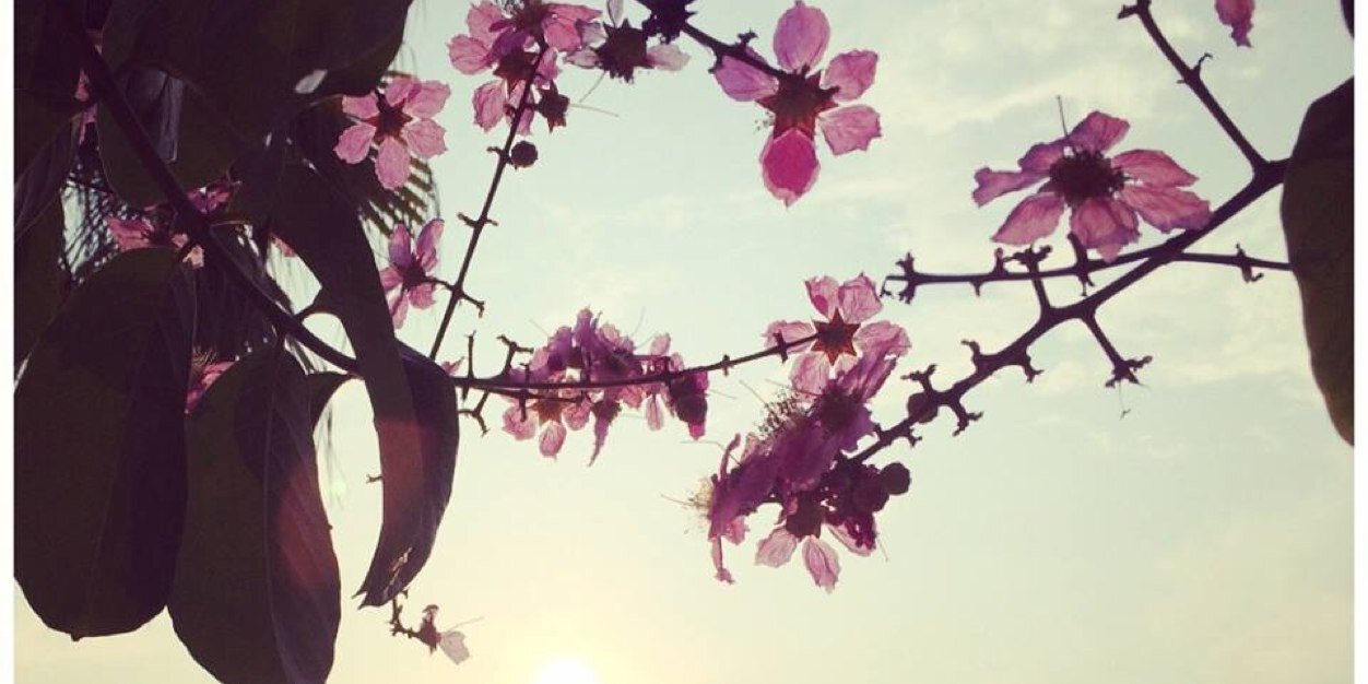 janises8's profile banner image