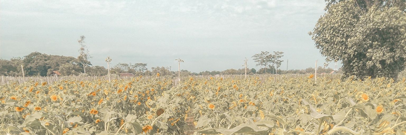 miselioo's profile banner image