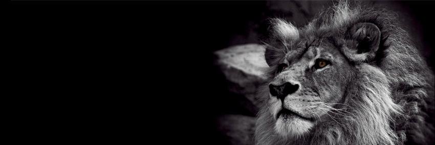 AliouiU's profile banner image