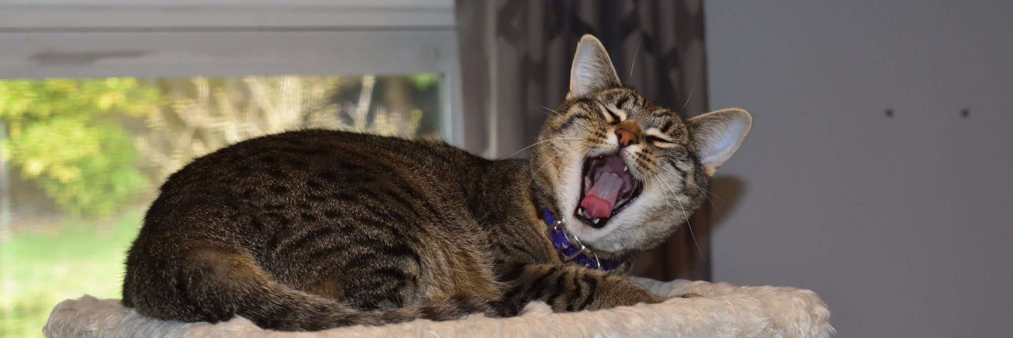 skye (still emo) banner