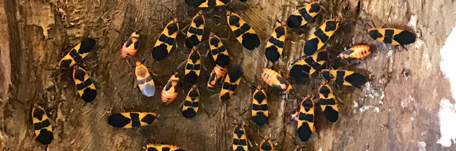 prayanlikesbugs's profile banner image