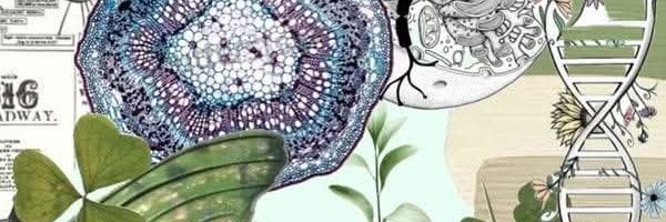 Rosa María Mateos banner