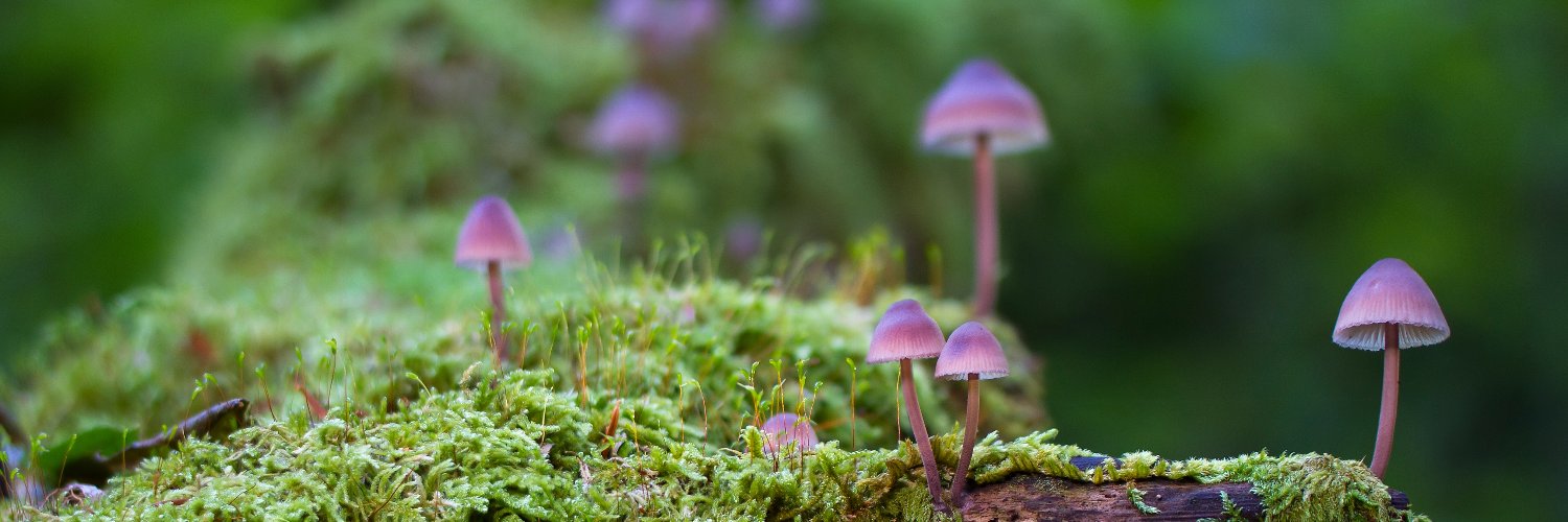 Dientitos de gatito 🪴✨ banner