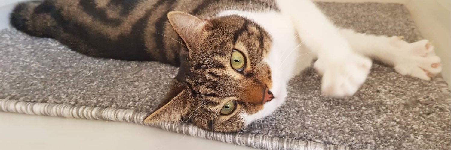 WillowsCats's profile banner image